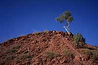 A picture of Ghost Gums; Along the Stuart Highway; Northern Territory, Australia