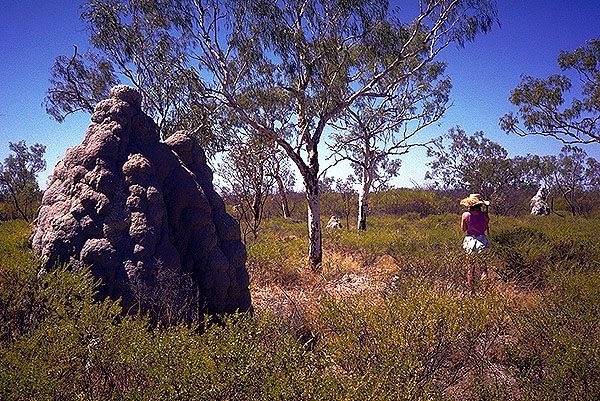 The Gregory Highway, Queensland, Australia
: The Natural Order; Katrin.