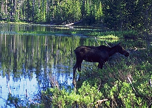 Grand Tetons National Park, Wyoming, United States of America
: The Natural Order.