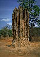 A picture of a Cathedral Termite Mound; Stuart Highway near Darwin; Northern Territory, Australia