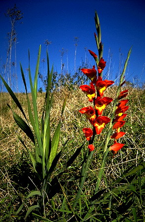 Atherton Tablelands<br>Queensland, Australia: Atherton Tablelands, Queensland, Australia
: The Natural Order; Floral Subjects.