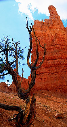 Pine & Hoodoo<br>Bryce Canyon National Park<br>Utah, USA: Bryce Canyon National Park, Utah, United States of America
: The Natural Order; Geological Formations.