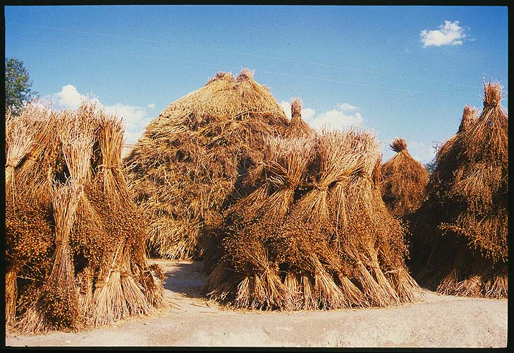 Wheat stalks drying in the sunshine: Linxia to Lanzhou, Gansu, People's Republic of China
: Farmland.