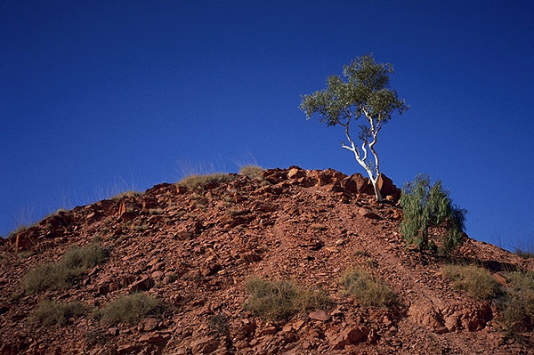Ghost Gums<br>Along the Stuart Highway<br>Northern Territory, Australia: Northern Territory, Australia
: The Natural Order.