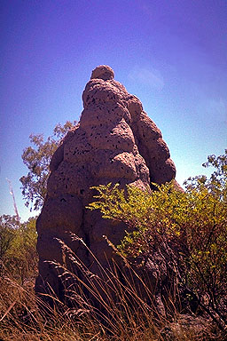 Termite Mound<br>Gregory Highway<br>Queensland, Australia: The Gregory Highway, Queensland, Australia
: The Natural Order.