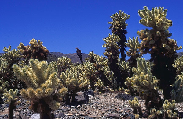 Cholla Cactus<br>Joshua Tree National Monument<br>California, USA: Joshua Tree National Monument, California, United States of America
: The Natural Order.