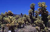 Cholla Cactus :: Joshua Tree National Monument :: California, USA