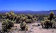 Cholla Cactus :: Joshua Tree National Monument :: California, USA
