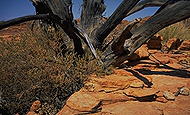 Watarrka (Kings Canyon) :: Northern Territory, Australia