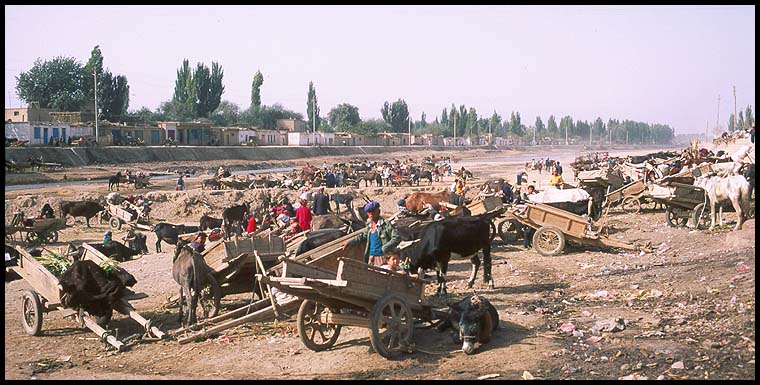 The Thursday Market<br>Kuqa :: Xinjiang, China: Kuqa, Xinjiang, People's Republic of China
: People You Meet; Beasts of Burden.