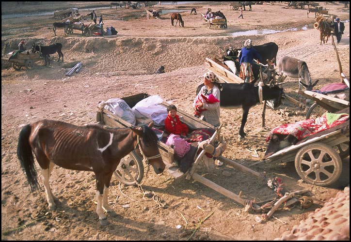 The Thursday Market<br>Kuqa :: Xinjiang, China: Kuqa, Xinjiang, People's Republic of China
: People You Meet; Beasts of Burden.
