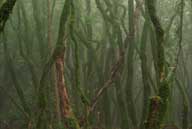 Foggy Mystical Muir Michael DeSorda Photograph Suitable for Framing