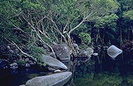 Murray Falls National Park :: Queensland, Australia