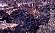 Petrified Logs :: Petrified Forest National Park, Arizona