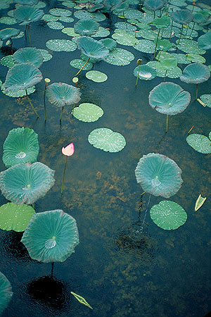 Lotus<br>Sukhothai, Thailand: Sukhothai, Thailand
: The Natural Order.