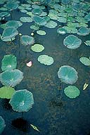 Lotus :: Sukhothai, Thailand