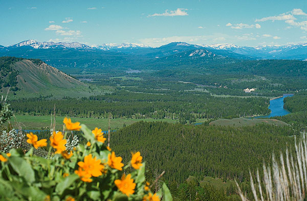 The North End of Jackson's Hole<br>From Signal Mountain<br>Grand Teton National Park<br>Wyoming, USA: Grand Tetons National Park, Wyoming, United States of America
: Floral Subjects; Landscapes.
