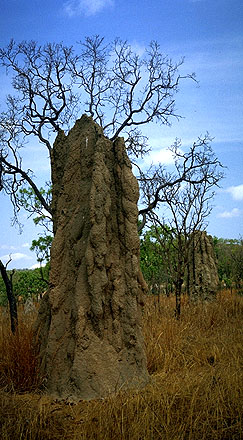 Cathedral Termite Mound<br>Stuart Highway near Darwin<br>Northern Territory, Australia: Northern Territory, Australia
: The Natural Order.