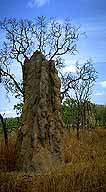 Cathedral Termite Mound :: Stuart Highway near Darwin :: Northern Territory, Australia