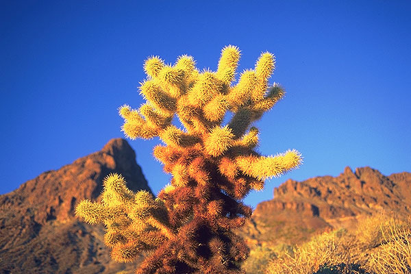Cholla Cactus<br>Below the South Pass, Arizona: Arizona Route 66, Arizona, United States of America
: The Natural Order; Desert Scenes.