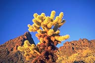 Cholla Cactus :: Below the South Pass, Arizona
