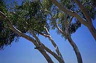 A picture of Ghost Gums; Along the Stuart Highway; Northern Territory, Australia