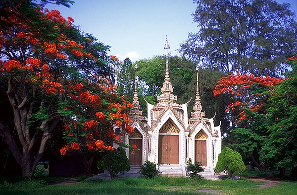 Temple Among Flame Trees<br>Ayuthaya, Thailand: Ayuthaya, Thailand
: Temples; The Natural Order.