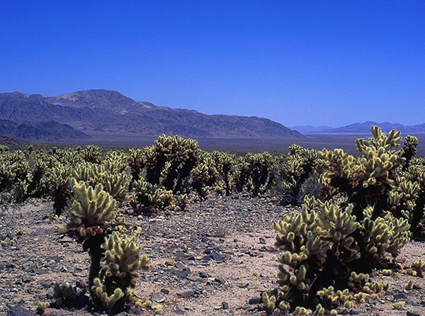 Cholla Cactus<br>Joshua Tree National Monument<br>California, USA: Joshua Tree National Monument, California, United States of America
: The Natural Order; Landscapes.