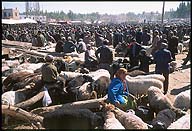 The Livestock Market ::  :: Kashgar :: Xinjiang, China