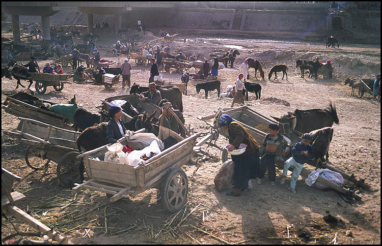 The Thursday Market<br>Kuqa :: Xinjiang, China: Kuqa, Xinjiang, People's Republic of China
: People You Meet; Beasts of Burden.