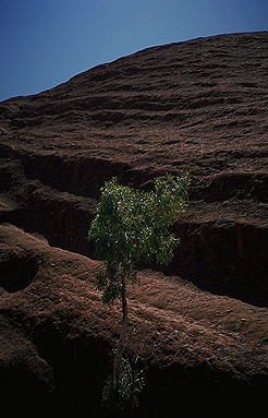Uluru (Ayers Rock)<br>Northern Territory, Australia: Uluru (Ayer's Rock), Northern Territory, Australia
: Geological Formations; Abstractions.