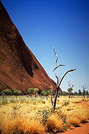 Uluru (Ayers Rock) :: Northern Territory, Australia